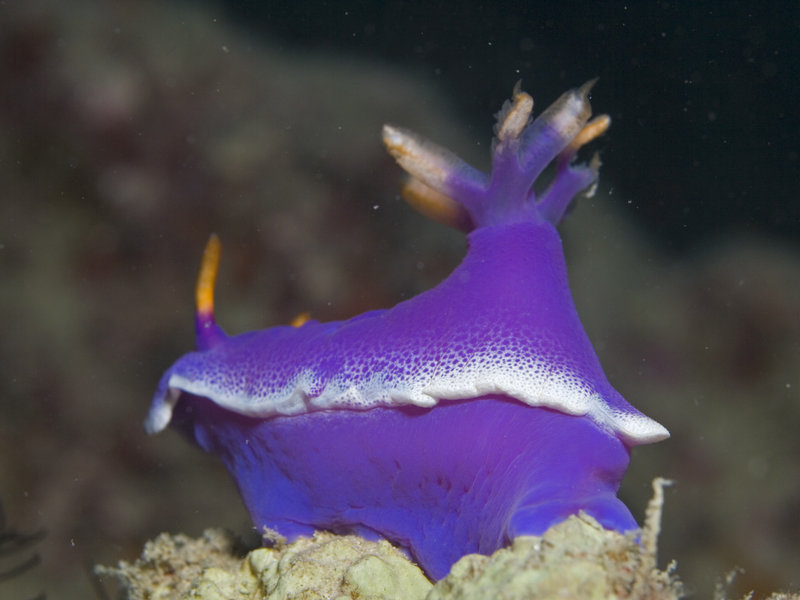 Nudibranch, Seaventures House Reef
